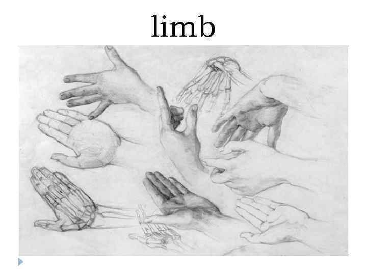 limb 