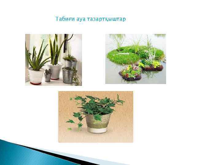 Табиғи ауа тазартқыштар 