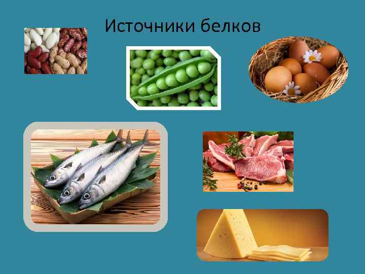 Источники белков 