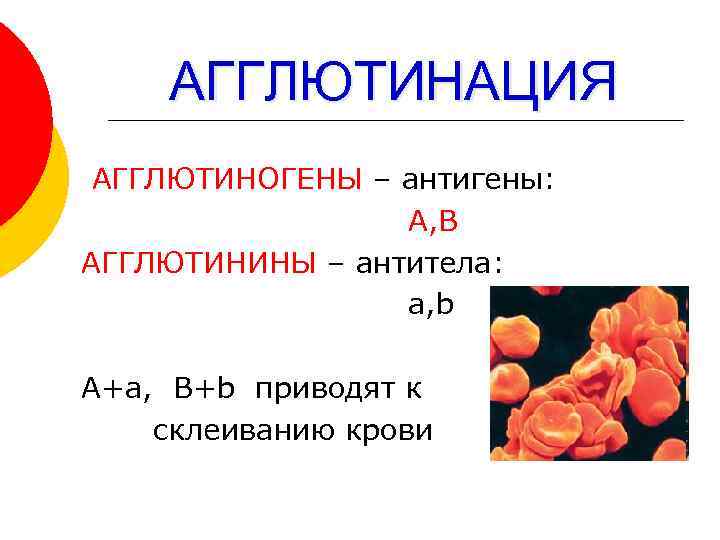   АГГЛЮТИНАЦИЯ АГГЛЮТИНОГЕНЫ – антигены:    А, В АГГЛЮТИНИНЫ – антитела: