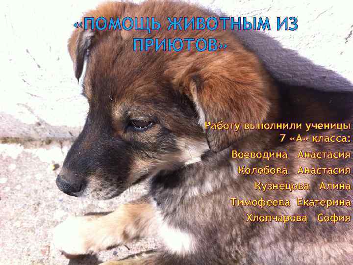  «ПОМОЩЬ ЖИВОТНЫМ ИЗ ПРИЮТОВ»    Работу выполнили ученицы   