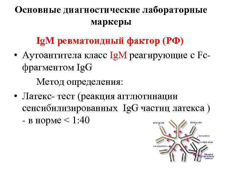 Основные диагностические лабораторные    маркеры  Ig. M ревматоидный фактор (РФ) •