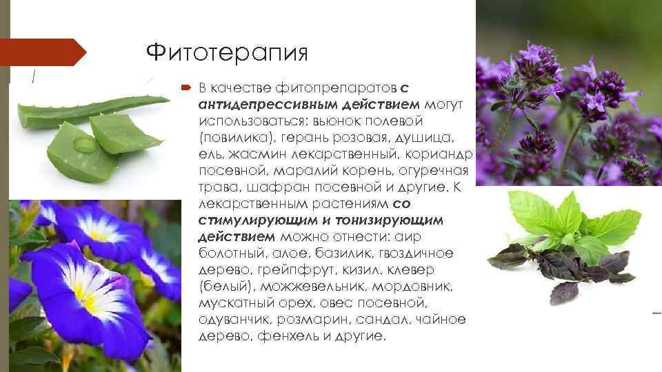 Фитотерапия В качестве фитопрепаратов с антидепрессивным действием могут использоваться: вьюнок полевой (повилика), герань розовая,