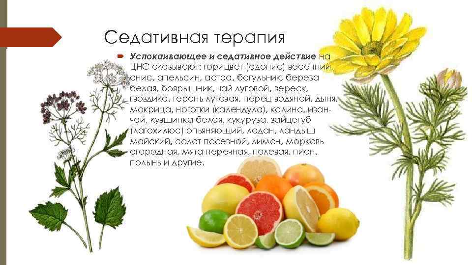 Седативная терапия  Успокаивающее и седативное действие на  ЦНС оказывают: горицвет (адонис) весенний,