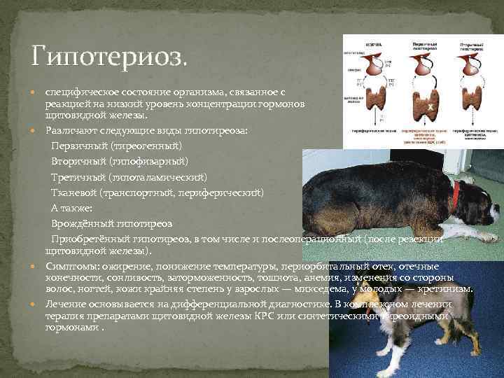 Гипотериоз.  специфическое состояние организма, связанное с      реакцией на