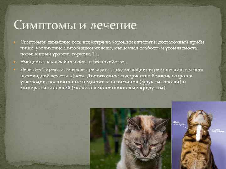 Симптомы и лечение  Симптомы: снижение веса несмотря на хороший аппетит и достаточный приём