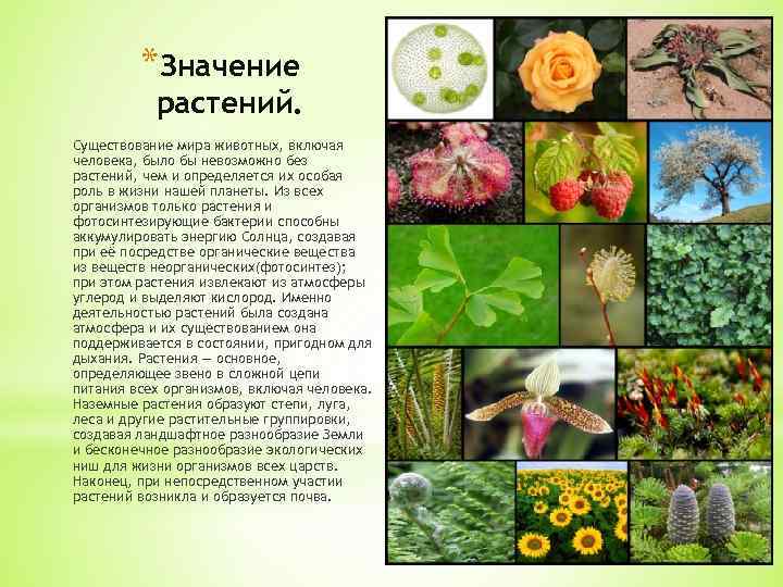    *Значение  растений. Существование мира животных, включая человека, было бы невозможно