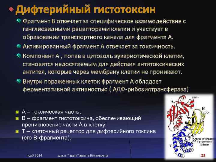 Фрагмент В отвечает за специфическое взаимодействие с ганглиозидными рецепторами клетки и участвует в