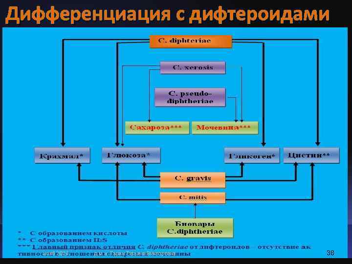 Дифференциация с дифтероидами  нояб 2014  д. м. н. Таран Татьяна Викторовна 