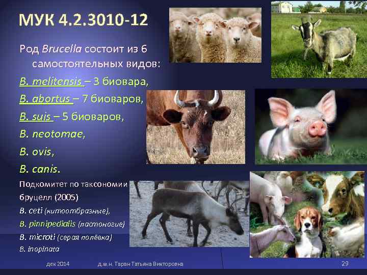 МУК 4. 2. 3010 -12 Род Brucella состоит из 6 самостоятельных видов: B. МУК 4. 2. 3010 -12 Род Brucella состоит из 6 самостоятельных видов: B.