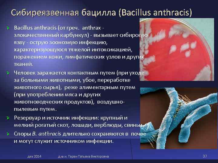 Сибиреязвенная бацилла (Bacillus anthracis) Ø Bacillus anthracis (от греч. anthrax Сибиреязвенная бацилла (Bacillus anthracis) Ø Bacillus anthracis (от греч. anthrax