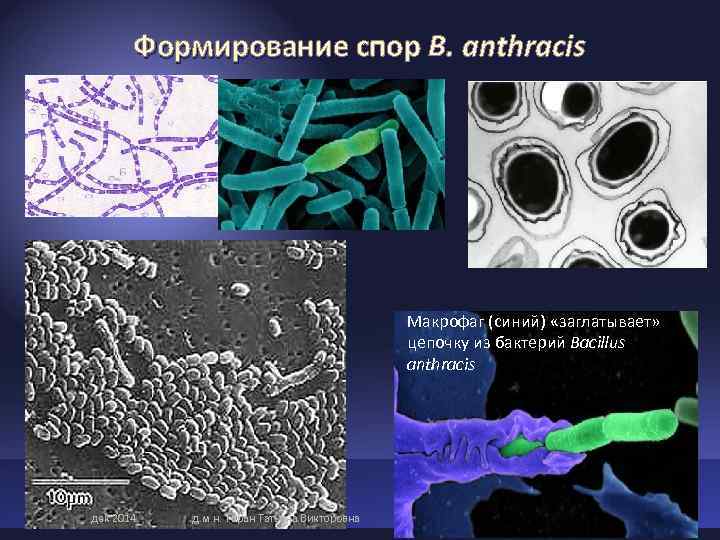 Формирование спор B. anthracis Макрофаг (синий) «заглатывает» Формирование спор B. anthracis Макрофаг (синий) «заглатывает»