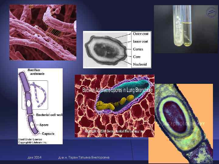 дек 2014 д. м. н. Таран Татьяна Викторовна 60 дек 2014 д. м. н. Таран Татьяна Викторовна 60