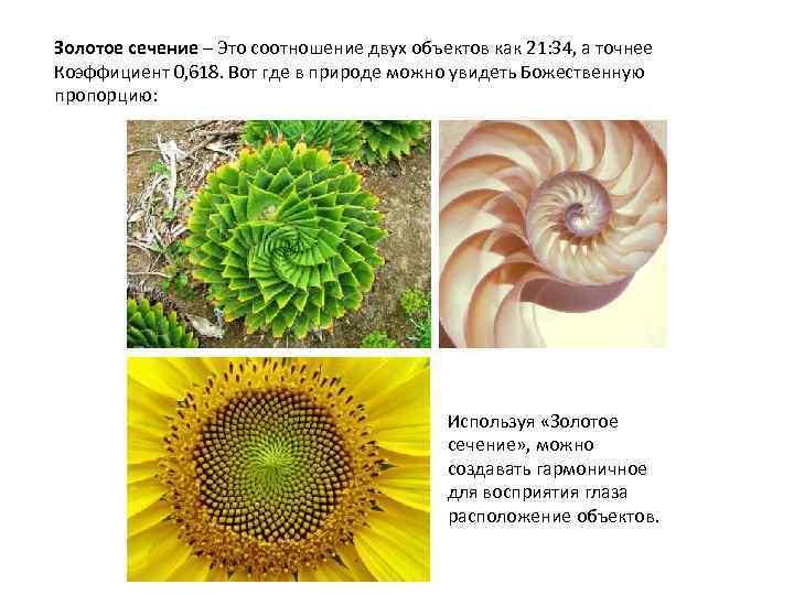 Золотое сечение – Это соотношение двух объектов как 21: 34, а точнее Коэффициент 0,