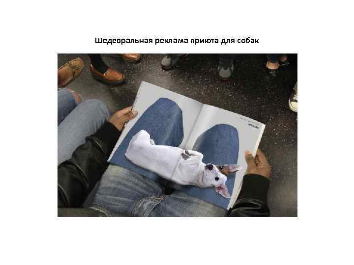 Шедевральная реклама приюта для собак 