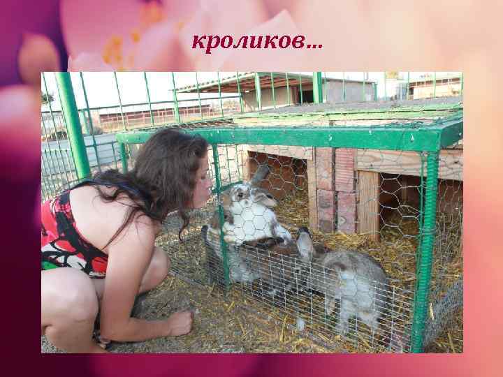 кроликов… 