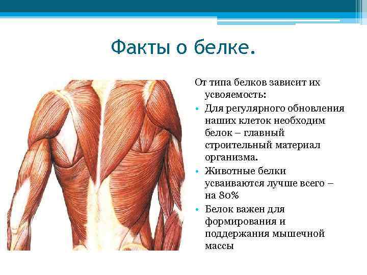 Факты о белке.   От типа белков зависит их  усвояемость:  •