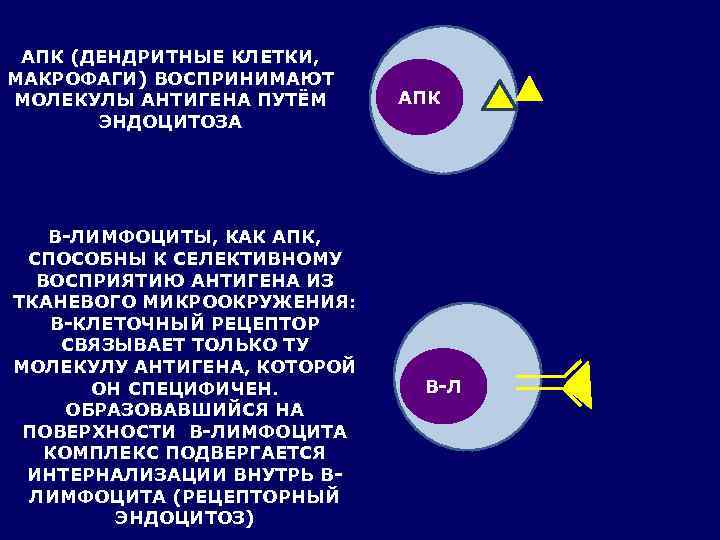  АПК (ДЕНДРИТНЫЕ КЛЕТКИ, МАКРОФАГИ) ВОСПРИНИМАЮТ МОЛЕКУЛЫ АНТИГЕНА ПУТЁМ АПК  ЭНДОЦИТОЗА  В-ЛИМФОЦИТЫ,