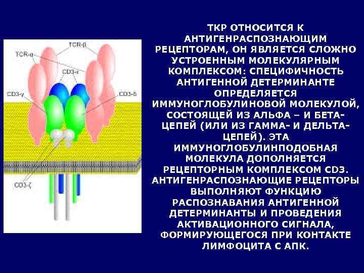    ТКР ОТНОСИТСЯ К  АНТИГЕНРАСПОЗНАЮЩИМ РЕЦЕПТОРАМ, ОН ЯВЛЯЕТСЯ СЛОЖНО УСТРОЕННЫМ МОЛЕКУЛЯРНЫМ