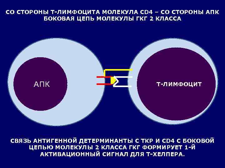 СО СТОРОНЫ Т-ЛИМФОЦИТА МОЛЕКУЛА CD 4 – СО СТОРОНЫ АПК   БОКОВАЯ ЦЕПЬ