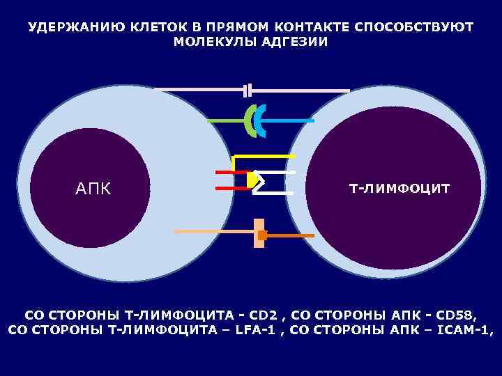  УДЕРЖАНИЮ КЛЕТОК В ПРЯМОМ КОНТАКТЕ СПОСОБСТВУЮТ   МОЛЕКУЛЫ АДГЕЗИИ  АПК 