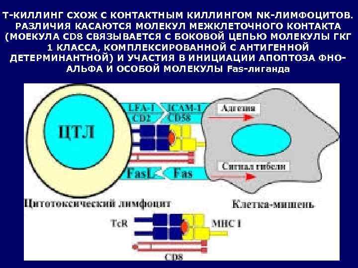Т-КИЛЛИНГ СХОЖ С КОНТАКТНЫМ КИЛЛИНГОМ NK-ЛИМФОЦИТОВ.  РАЗЛИЧИЯ КАСАЮТСЯ МОЛЕКУЛ МЕЖКЛЕТОЧНОГО КОНТАКТА (МОЕКУЛА CD