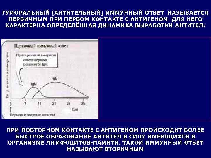 ГУМОРАЛЬНЫЙ (АНТИТЕЛЬНЫЙ) ИММУННЫЙ ОТВЕТ НАЗЫВАЕТСЯ  ПЕРВИЧНЫМ ПРИ ПЕРВОМ КОНТАКТЕ С АНТИГЕНОМ. ДЛЯ НЕГО
