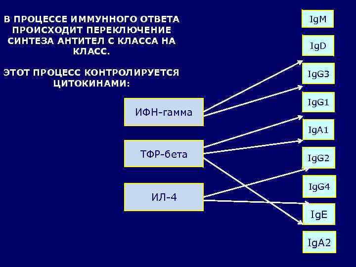 В ПРОЦЕССЕ ИММУННОГО ОТВЕТА Ig. M  ПРОИСХОДИТ ПЕРЕКЛЮЧЕНИЕ СИНТЕЗА АНТИТЕЛ С КЛАССА НА
