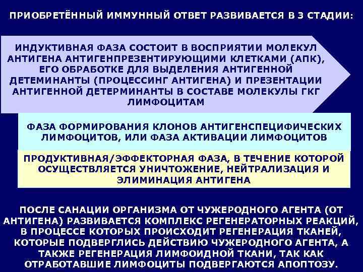 ПРИОБРЕТЁННЫЙ ИММУННЫЙ ОТВЕТ РАЗВИВАЕТСЯ В 3 СТАДИИ: ИНДУКТИВНАЯ ФАЗА СОСТОИТ В ВОСПРИЯТИИ МОЛЕКУЛ АНТИГЕНА