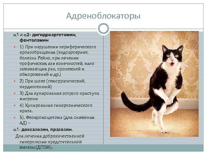     Адреноблокаторы 1 и 2 - дигидроэрготамин, фентоламин  1) При