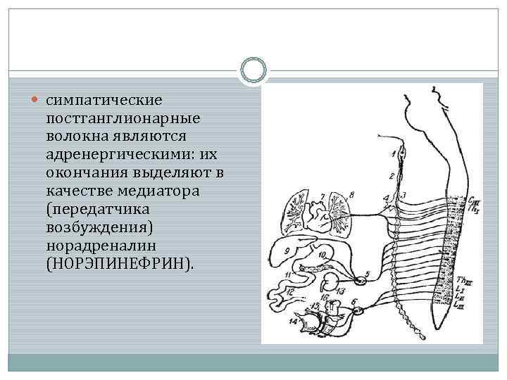  симпатические  постганглионарные  волокна являются  адренергическими: их  окончания выделяют в