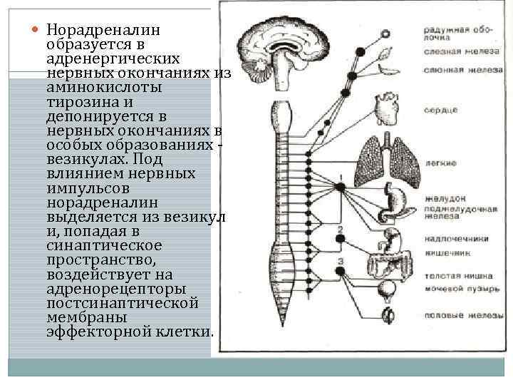  Норадреналин  образуется в  адренергических  нервных окончаниях из  аминокислоты 