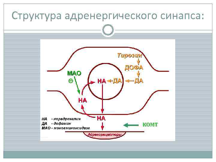 Синапс медицинский центр. Структура и функции адренергического синапса. Строение адренергического синапса. Функции адренергических синапсов. Структура адренергического синапса.