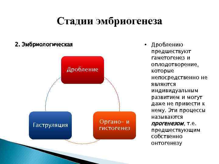    Стадии эмбриогенеза 2. Эмбриологическая    • Дроблению  