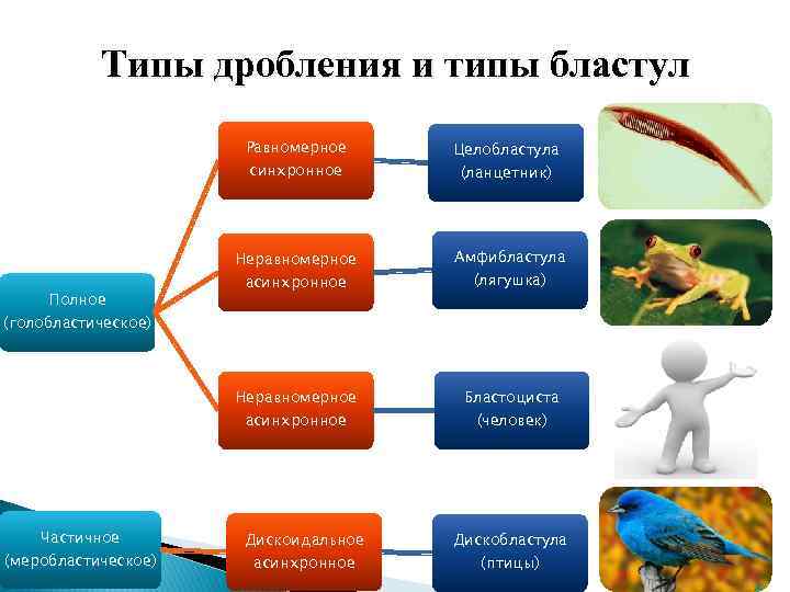   Типы дробления и типы бластул    Равномерное Целобластула  