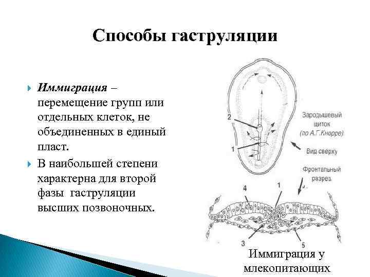 Гаструляция иммиграция рисунок