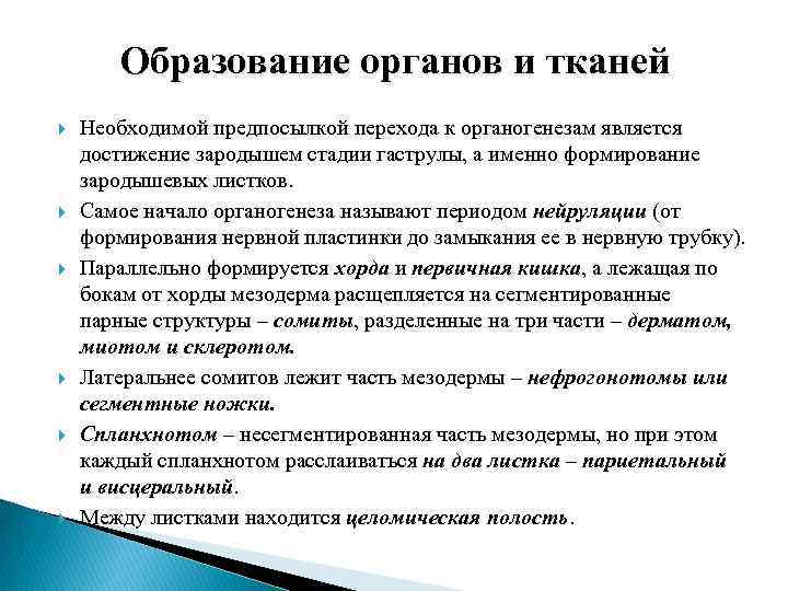   Образование органов и тканей Необходимой предпосылкой перехода к органогенезам является достижение зародышем