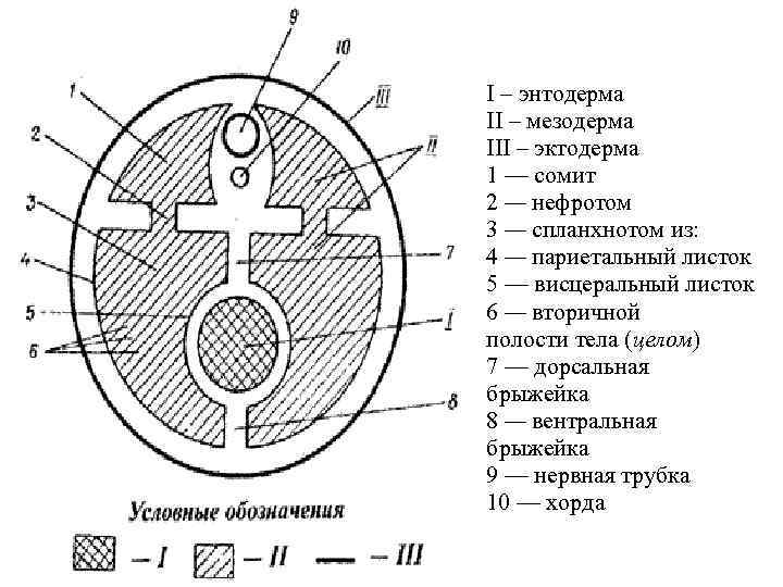 I – энтодерма II – мезодерма III – эктодерма 1 — сомит  2
