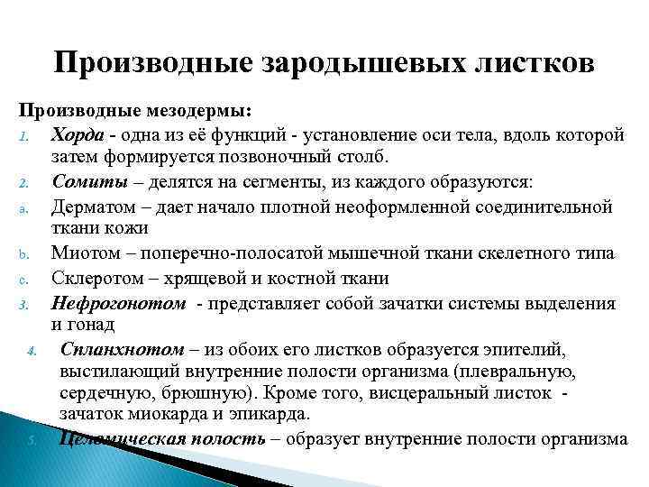   Производные зародышевых листков Производные мезодермы: 1.  Хорда - одна из её