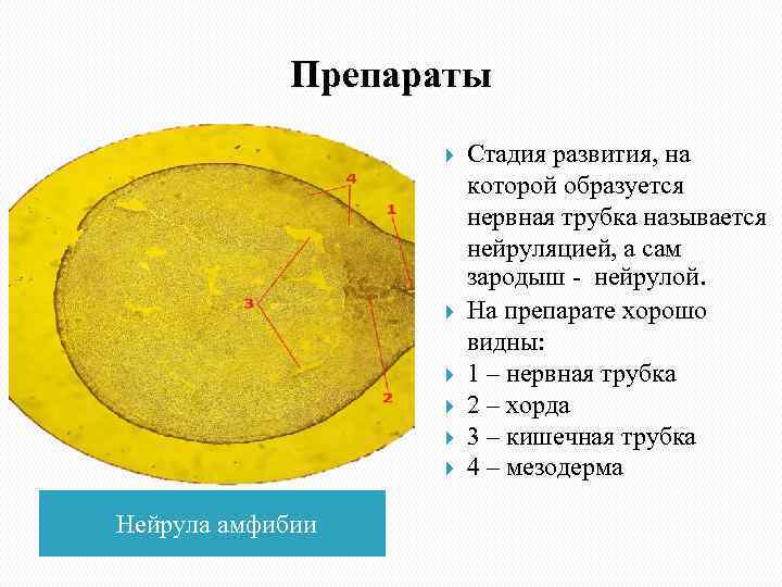   Препараты    Стадия развития, на    которой образуется