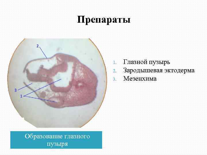     Препараты      1.  Глазной пузырь