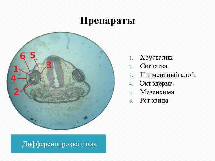     Препараты      1.  Хрусталик 