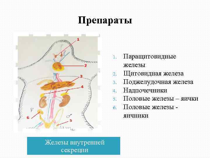    Препараты    1.  Паращитовидные    