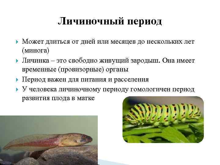    Личиночный период Может длиться от дней или месяцев до нескольких лет
