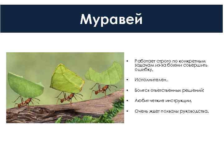 Муравей  •  Работает строго по конкретным   задачам из за боязни