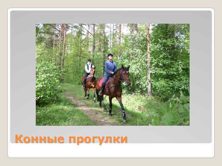 Конные прогулки Конные прогулки