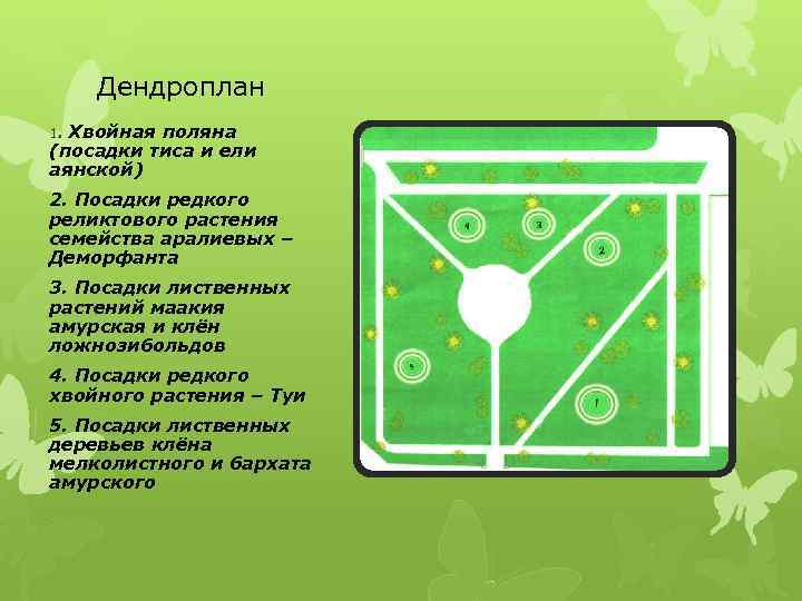  Дендроплан 1. Хвойная поляна (посадки тиса и ели аянской) 2. Посадки редкого реликтового