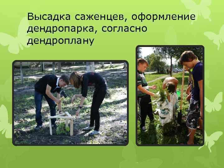 Высадка саженцев, оформление дендропарка, согласно дендроплану 