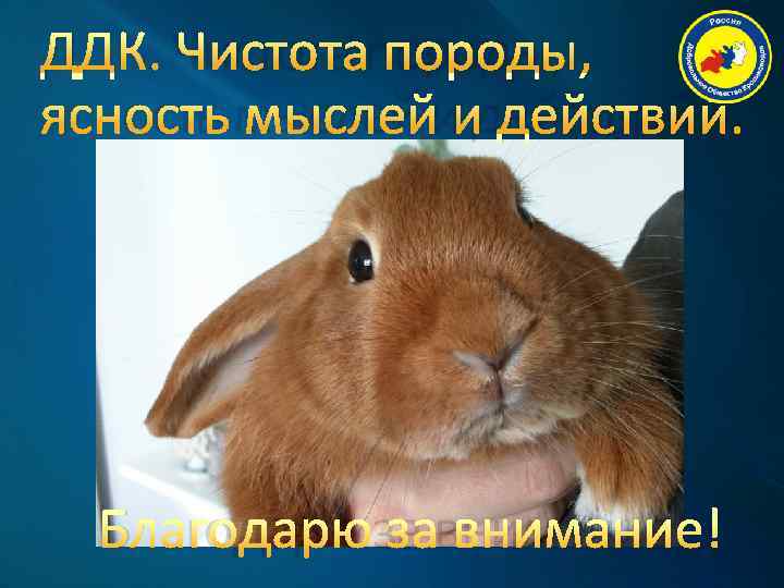 ДДК. Чистота породы, ясность мыслей и действий.  Благодарю за внимание! 