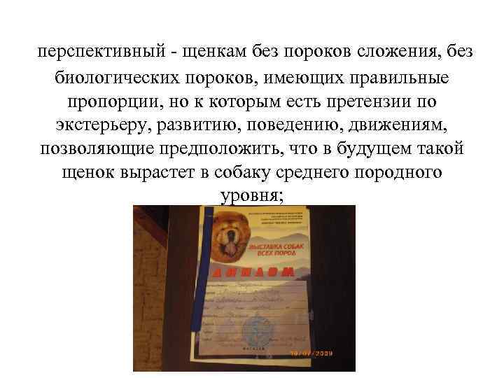 перспективный - щенкам без пороков сложения, без  биологических пороков, имеющих правильные пропорции, но